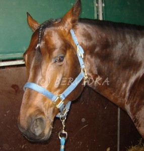 Obrazek