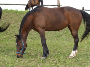 Obrazek