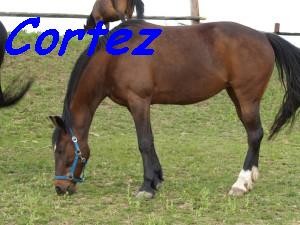 Cortez majitel:Hafla