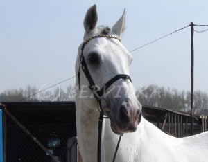 Obrazek