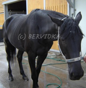 Obrazek